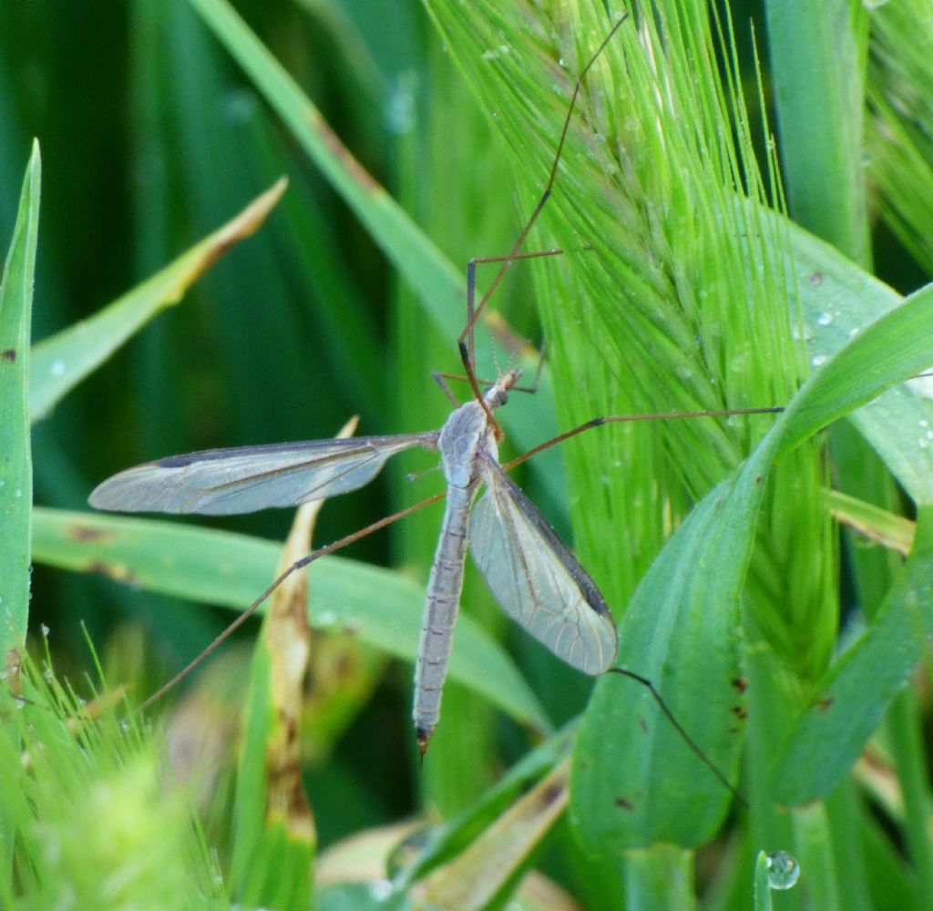 Tipulidae: Tipula sp. ♀